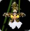 Trichocentrum jonesianum